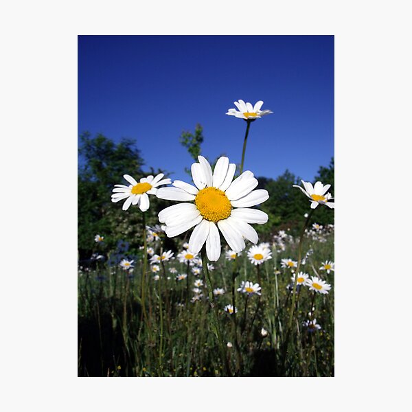 Item preview, a daisy meadow designed and sold by adam63745.