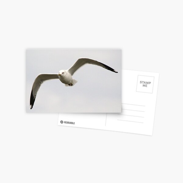 Item preview, Ring-Billed Gull designed and sold by Paulette1021.