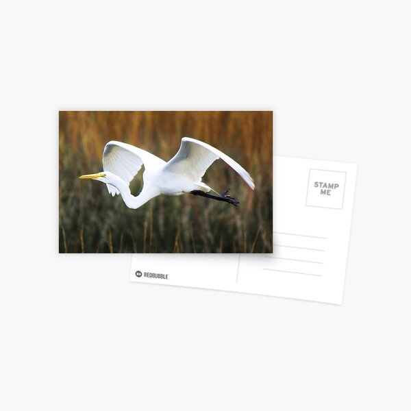 Item preview, Great White Egret flying through the Marsh designed and sold by Paulette1021.