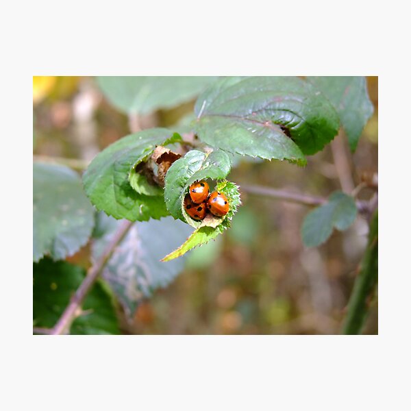 Item preview, ladybirds in group designed and sold by adam63745.