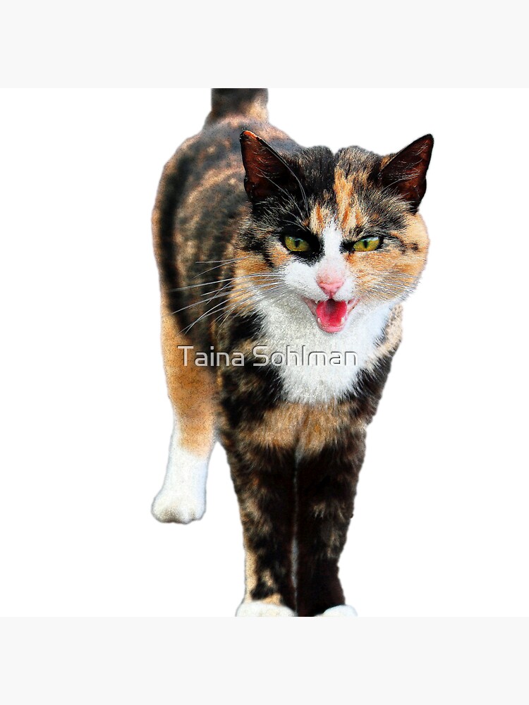 Angry Cat Photographic Print for Sale by TriforcePika