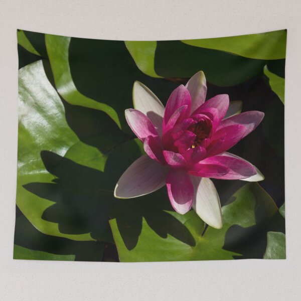 Item preview, Revealing Secrets - Varicolored Waterlily with Fandango Pink Centre designed and sold by Georgia Mizuleva.