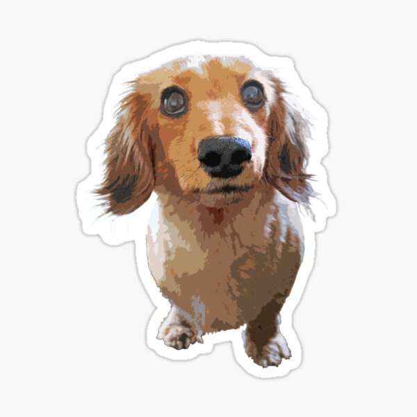 Item preview, Adorable Long Haired Dachshund designed and sold by SmartPooch.