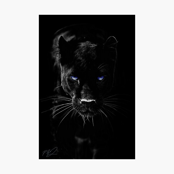 BLACK PANTHER Photographic Print
