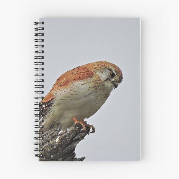 Item preview, Nankeen Kestrel designed and sold by DiDee74.