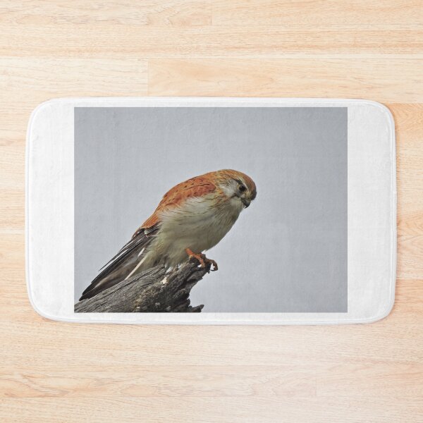 Item preview, Nankeen Kestrel designed and sold by DiDee74.