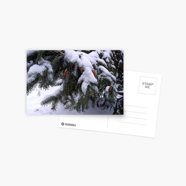 Snow On Pine Postcard