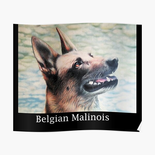 Posters Sur Le Theme Belgian Malinois Redbubble