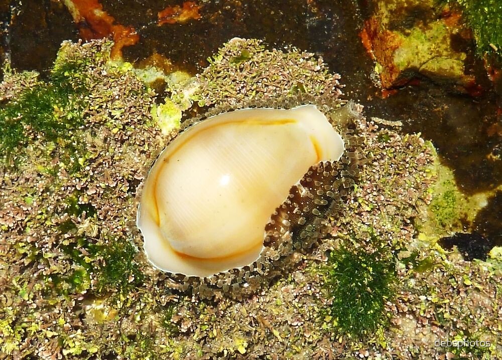"'Live Cowrie shell'" by debsphotos Redbubble