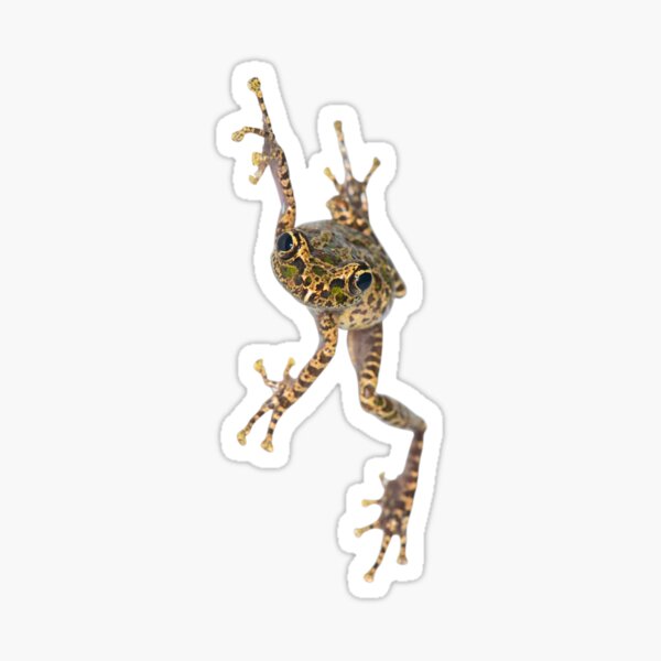 Item preview, Spinomantis sp. aff. peraccae designed and sold by Mark D. Scherz.