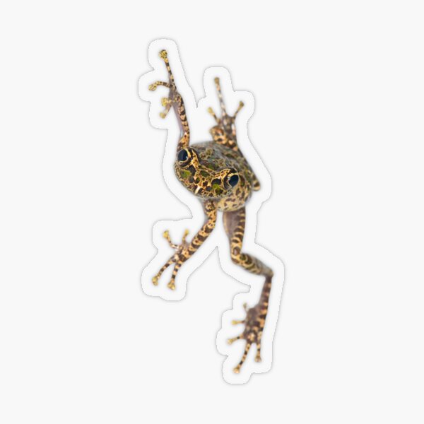 Item preview, Spinomantis sp. aff. peraccae designed and sold by Mark D. Scherz.