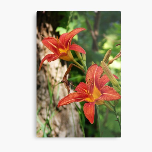 Orange Lilies In Bush Metal Print
