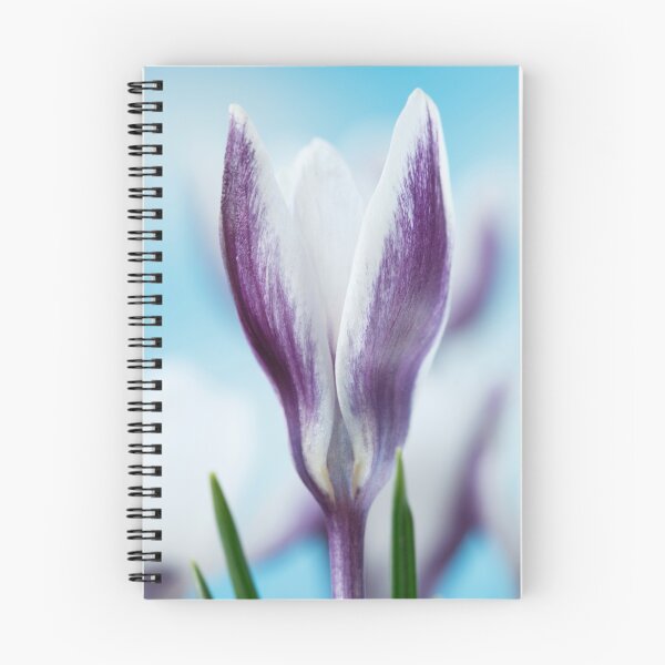 Item preview, Crocus chrysanthus  'Ladykiller'  AGM   designed and sold by Chris Burrows.