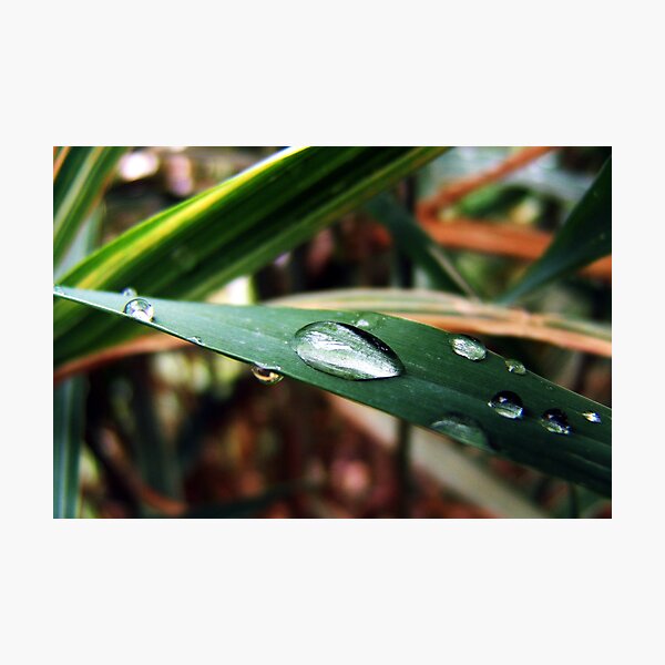 Water Droplets On A Blade Of Grass Photographic Print