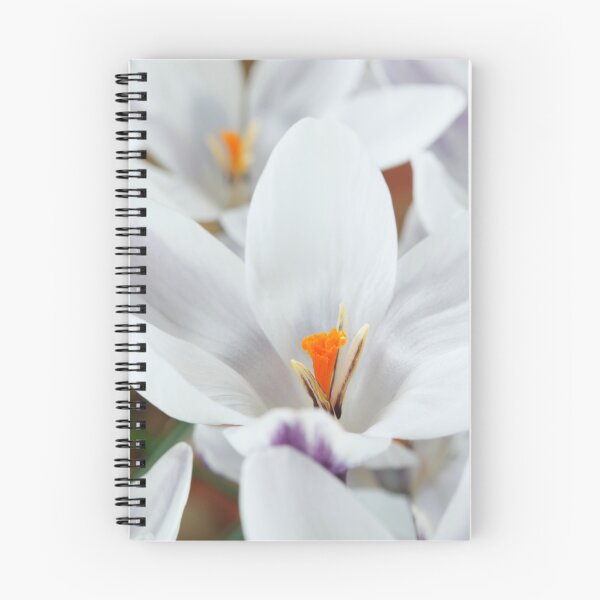 Item preview, Crocus chrysanthus  'Ladykiller'  AGM   designed and sold by Chris Burrows.