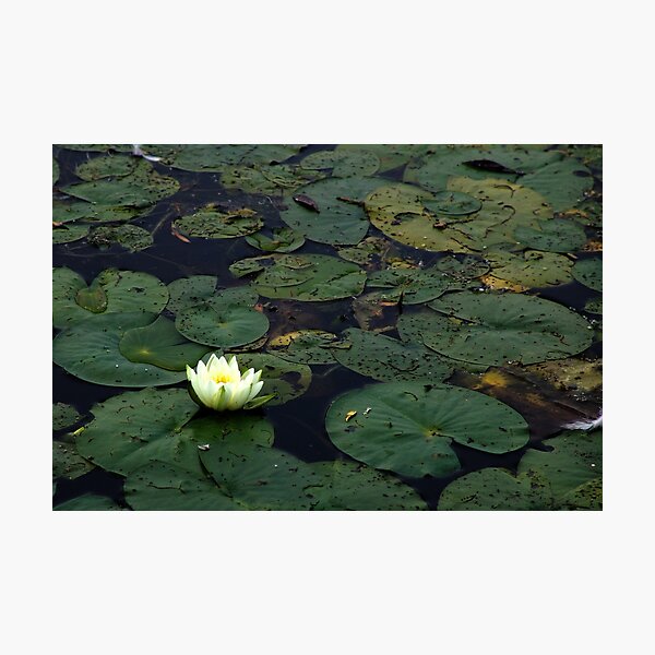 Water Lily On The Mississippi Photographic Print