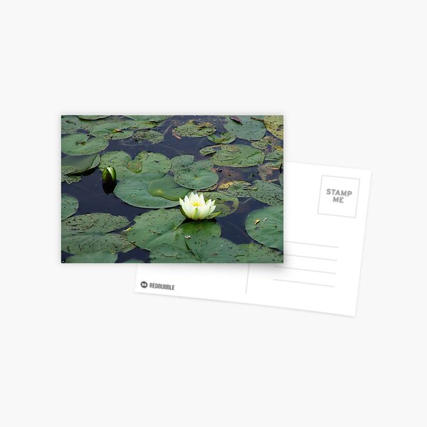 Two Water Lilies On The Mississippi Postcard