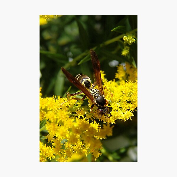 Wasp Checking Out The Goldenrod Photographic Print