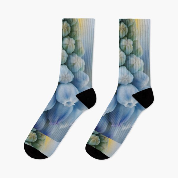 Item preview, Muscari armeniacum  'Valerie Finnis'  Grape hyacinth  designed and sold by Chris Burrows.