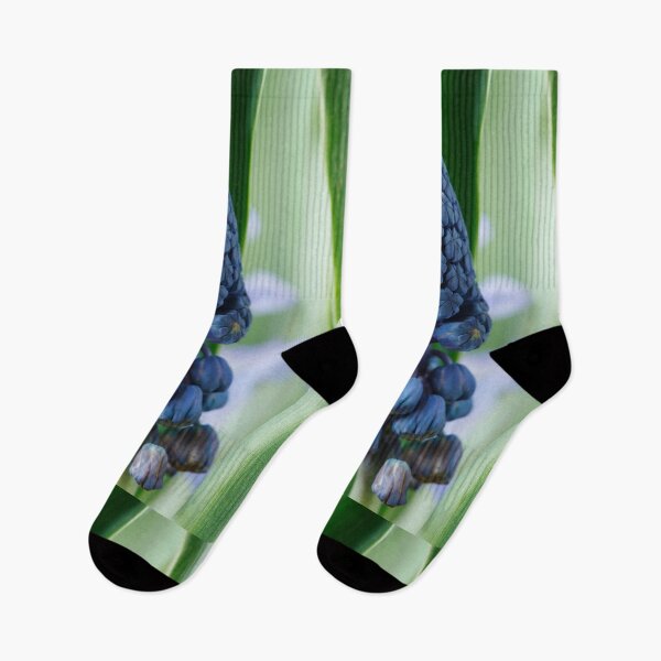 Item preview, Bellevalia paradoxa  Grape hyacinth  syn.  Muscari paradoxum  designed and sold by Chris Burrows.