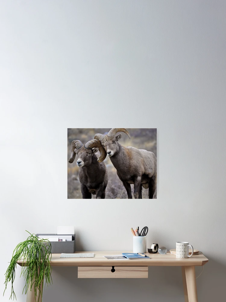 Thumbnail 2 of 3, Poster, Affectionate Rams designed and sold by ShotByAWolf.