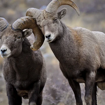 Artwork thumbnail, Affectionate Rams by ShotByAWolf