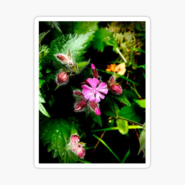 Shot on iPhone Photography Sticker