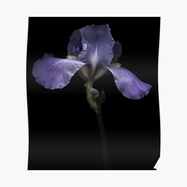 Purple Iris Poster