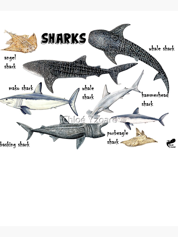 Sharks for shark lovers by CHLOEYZOARD