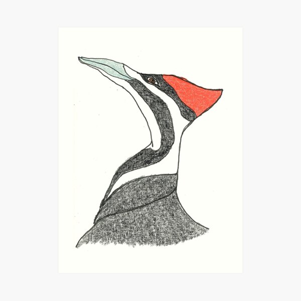 pileated woodpecker Art Print