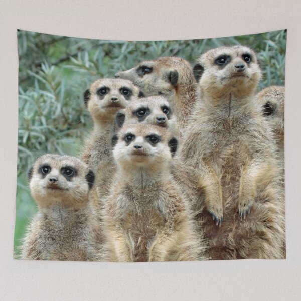Item preview, Meerkat 012 designed and sold by JAMFoto.