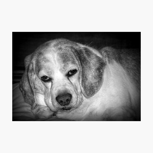 Naptime Interruptus Photographic Print
