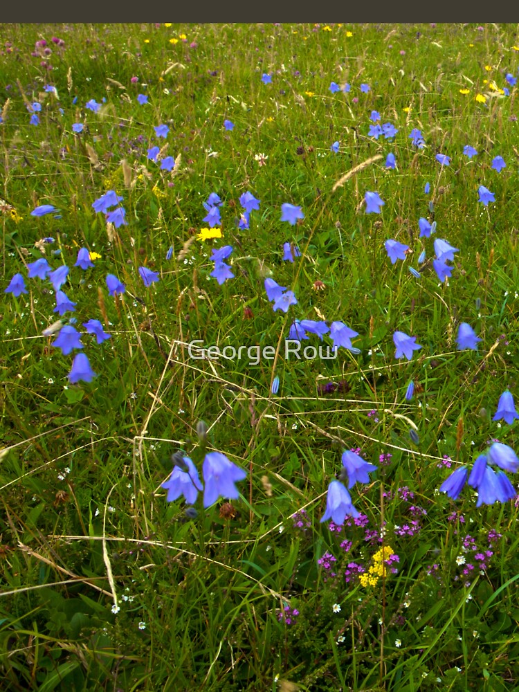 A sea of Harebells, Rossbeg, Co Donegal by VeryIreland
