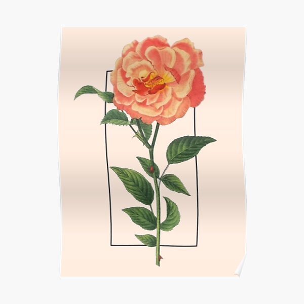 Orange Rose Tour Design Póster