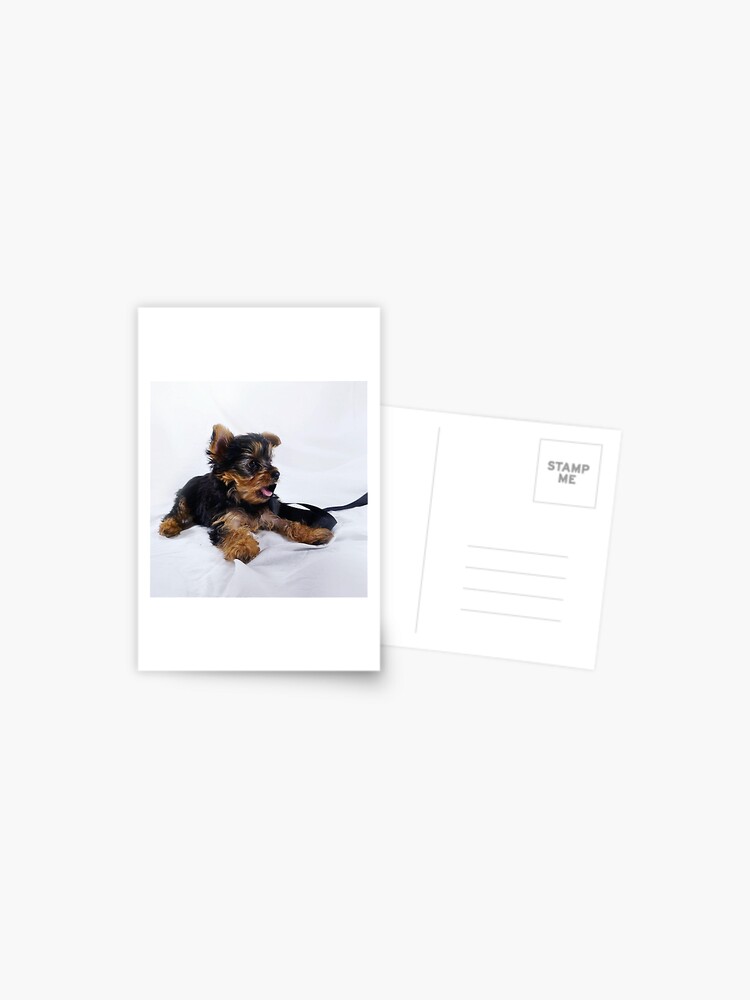 Baby Yorkie Susser Welpe Yorkshire Terrier Postkarte Von Yorkieparade Redbubble