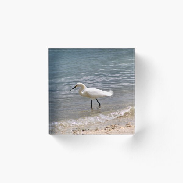Great Egret Walking the Shorelines Acrylic Block