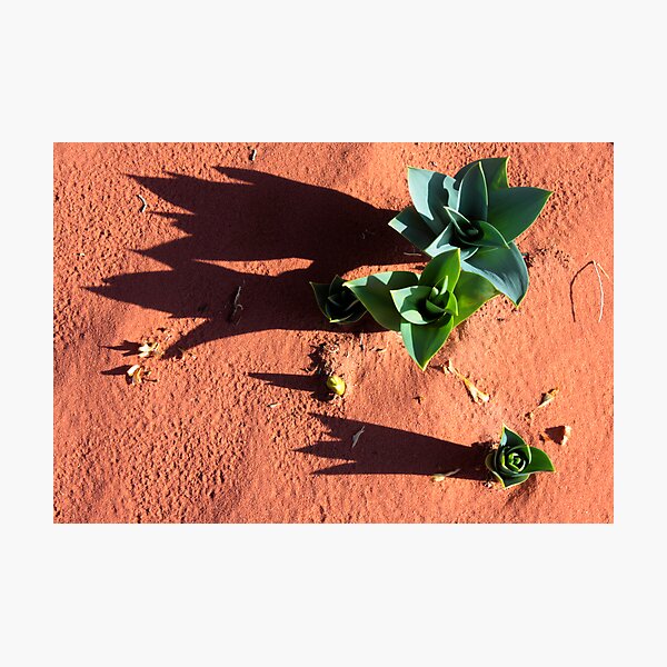 desert green Photographic Print