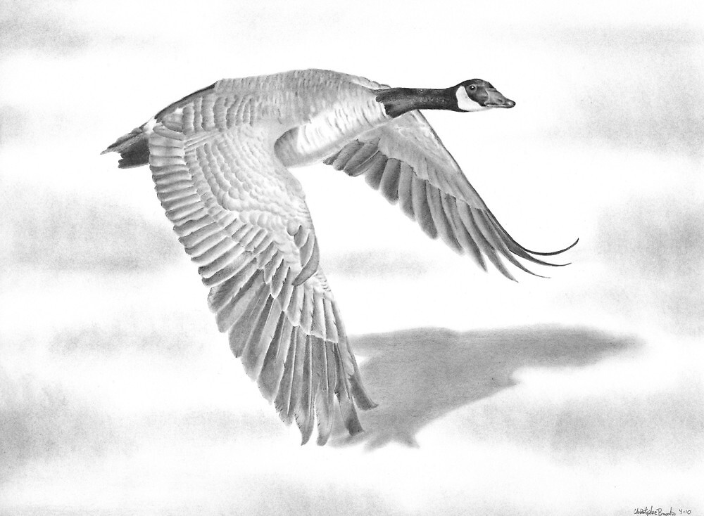 ""Northern Bound" Canadian Goose in flight" by iLovePencils Redbubble