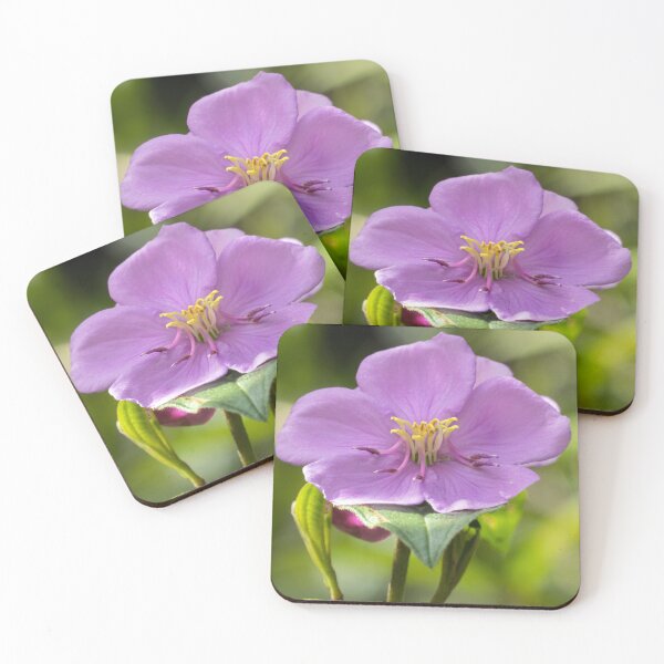 Item preview, Native Lassiandra (Melastoma malabathricum) flower. designed and sold by Connie Pinson.
