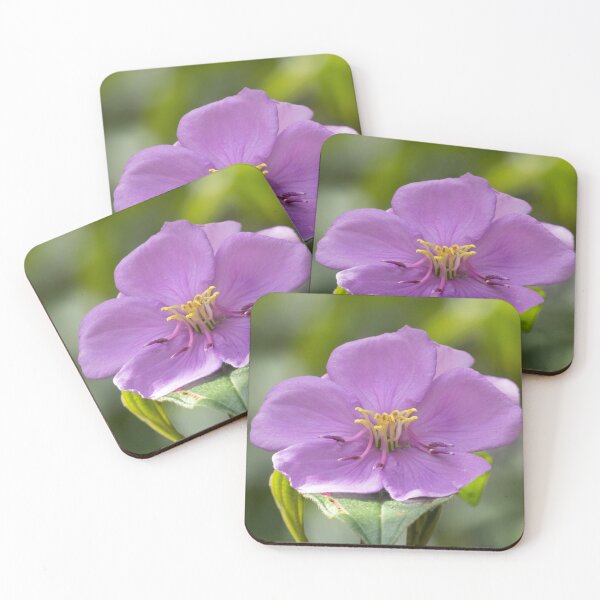 Item preview, Native Lassiandra (Melastoma malabathricum) flower. designed and sold by Connie Pinson.