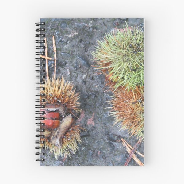 Item preview, Chestnut Burrs (Castanea) designed and sold by lezvee.