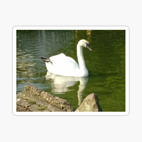Merch #50 -- Swan - Shot 8 (Pearson Park) Sticker