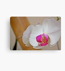 White Orchid Canvas Print