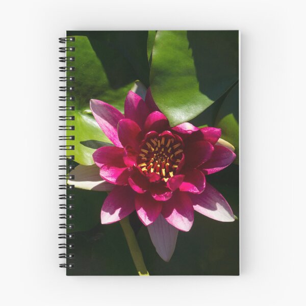 Item preview, Revealing Secrets - Fandango Pink Waterlily with a Golden Heart designed and sold by Georgia Mizuleva.