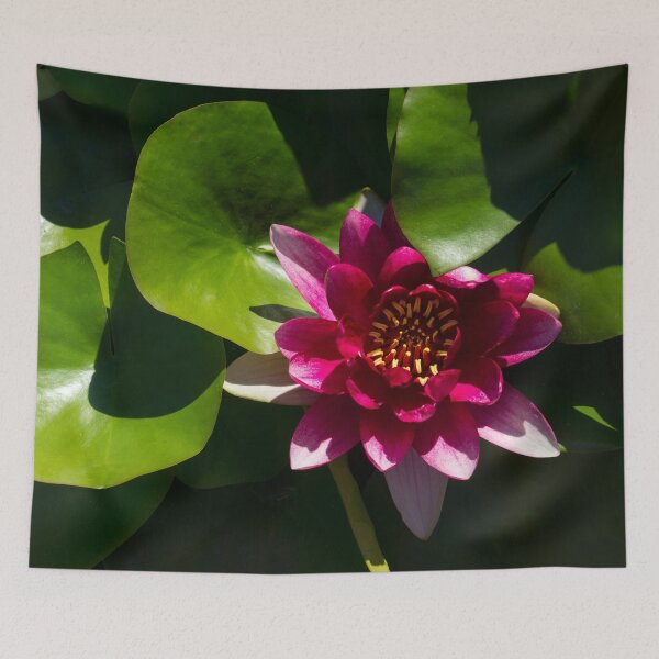 Item preview, Revealing Secrets - Fandango Pink Waterlily with a Golden Heart designed and sold by Georgia Mizuleva.