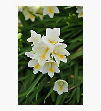 Spring Flowers Photographic Print