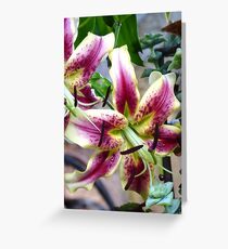 A lovely lily from my Mom's yard Greeting Card