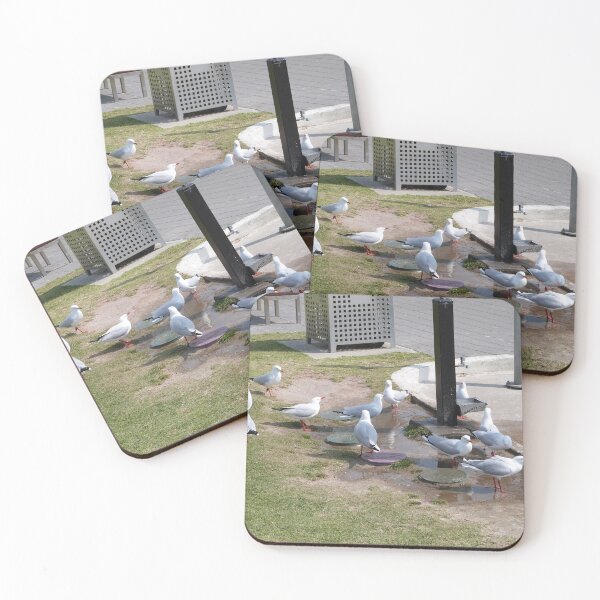Item preview, SILVER GULLS love Water, even tap water to drink. Semaphore Foreshore. designed and sold by RitaBlom.