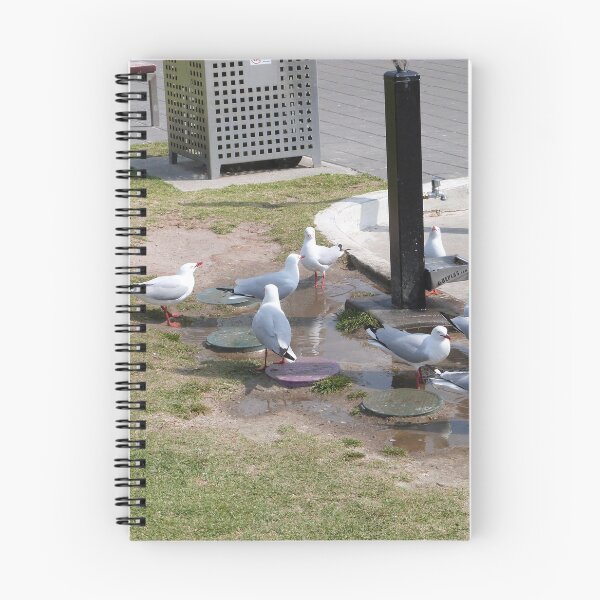 Item preview, SILVER GULLS love Water, even tap water to drink. Semaphore Foreshore. designed and sold by RitaBlom.