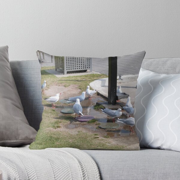 Item preview, SILVER GULLS love Water, even tap water to drink. Semaphore Foreshore. designed and sold by RitaBlom.